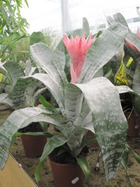 AECHMEA