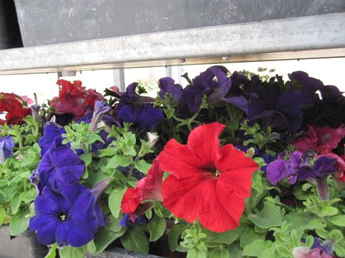 Petunia