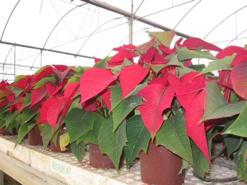 Poinsetia, Flor de Pascua, Pascuero