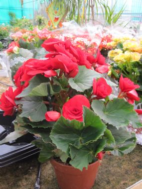 BEGONIA