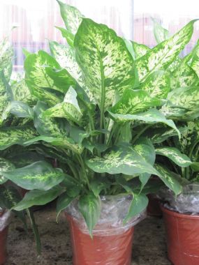 DIEFFENBACHIA COMPACTA