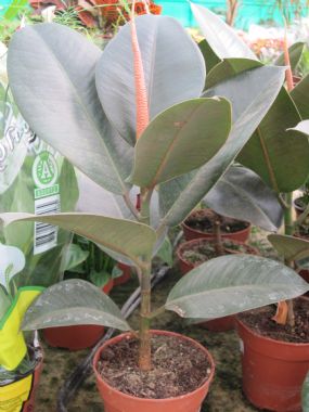 FICUS ELASTICA