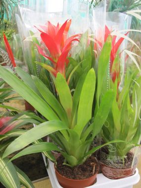 GUZMANIA