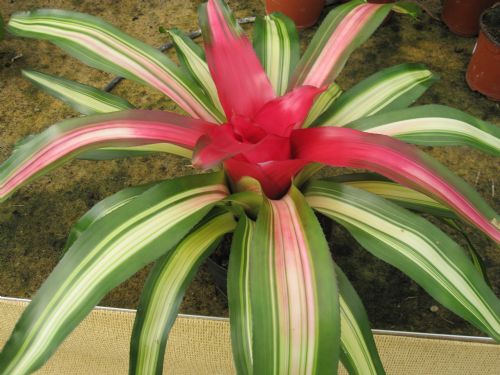 NEOREGELIA