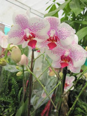 PHALAENOPSIS