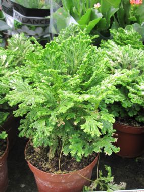 SELAGINELLA