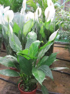 SPATHIPHYLLUM