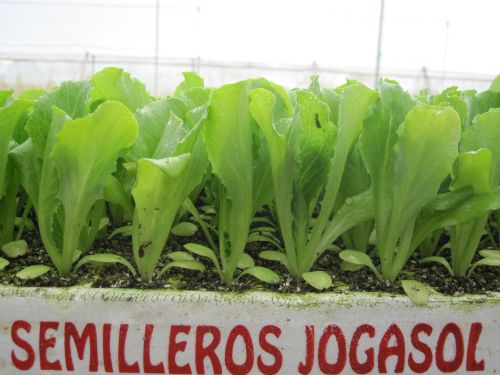 Lechuga tipo Iceberg