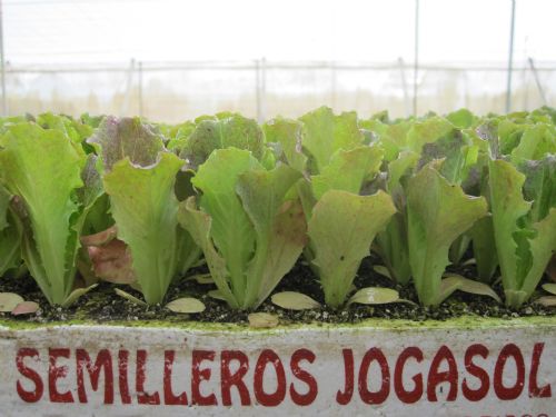 Lechuga Maravilla de Verano