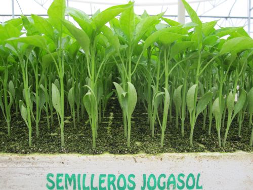 Pimiento de Secar