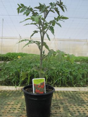 Tomate Cherry M-11