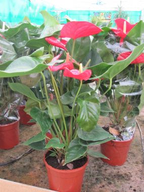 ANTHURIUM