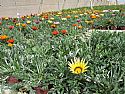 Gazania