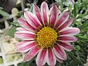 Gazania - Foto 3