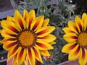 Gazania - Foto 4