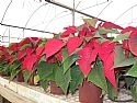 Poinsetia, Flor de Pascua, Pascuero