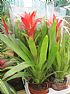 GUZMANIA