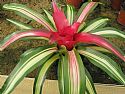 NEOREGELIA