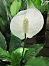 SPATHIPHYLLUM - Foto 2