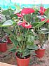 ANTHURIUM